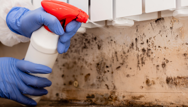 Emergency Mold Damage Restoration Tips